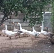 غاز محلی درشت ارگانیک