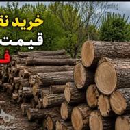 قطع درخت و خرید انواع اقسام چوب های باغی وحرص درختان