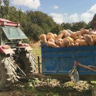 کدو حلوایی شیرین و رسیده