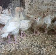 جوجه بوقلمون بیوتی 5و 23روزه جوجه مرغ گلپایگان 4روزع