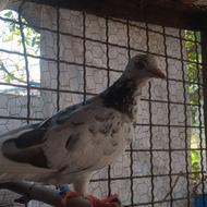 کبوتر پرشی معاوضه با لاری و کبوتر نر