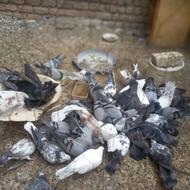 سلام، تعداد 30 عدد کبوتر ، یکجا فروخته میشه ،