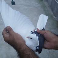 کبوتر پرشی ساعت