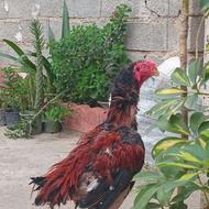 خروس لاری هندی