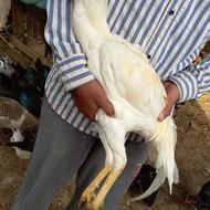 خروس لاری سفید