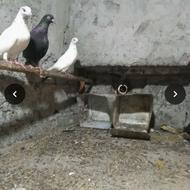 یک جفت کبوتر ...کفتر پرشی نروماده