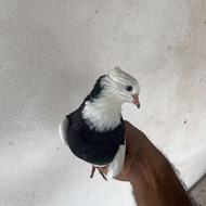 کبوتر طوقی