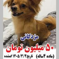 ماده 4 ساله