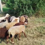 گوسفند بره نر و ماده چاق پرواری