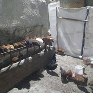 مرغ و خروس محلی