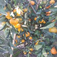 خریدار نارنگی ژاپنی با قیمت بالا