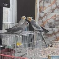 عروس هلندی بالغ