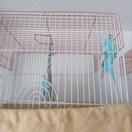 عروس هلندی بالغ