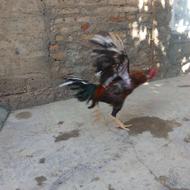 خروس لاری افغان