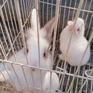 بچه خرگوش. 28روزه