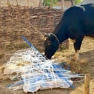 گاو گوساله