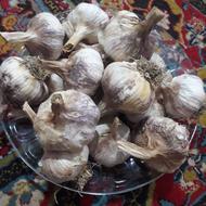 بذر سیر محلی