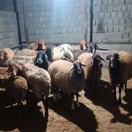 6 راس گوسفند آبستن افشار