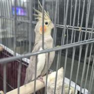 یک جفت عروس هلندی