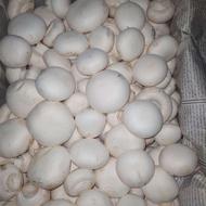 فروش قارچ دکمه ای