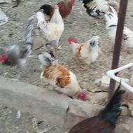 تعداد 20عدد مرغ و 20عدد خروس به صورت یکجا