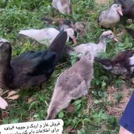 فروش غاز و اردک و جوجه