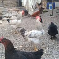 فروش خروس و جوجه لاری