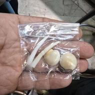 مهره مار و نیش فروش حضوری و ارسال