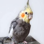 عروس هلندی نر بالغ و مولد 3ساله