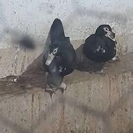 فروش 3 عدد اردک روسی ماده