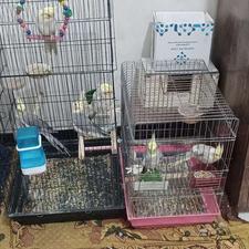 عروس هلندی با قفس