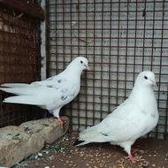 یه جفت کبوتر