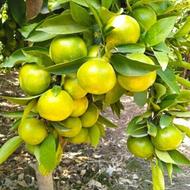 نارنگی ژاپنی درجه یک