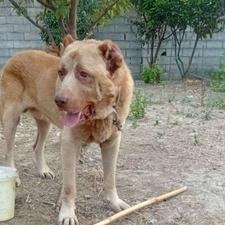 سگ سرابی آماده به