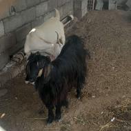 بز ماده فروشی