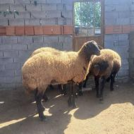 گوسفند همو هتروتعداد 5 عدد جوان برای داشتی
