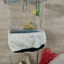 مرغ عشق تاب