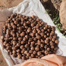 گردو کاغذی محلی