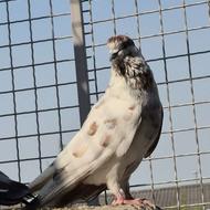 کبوتر پرشی نر و ماده
