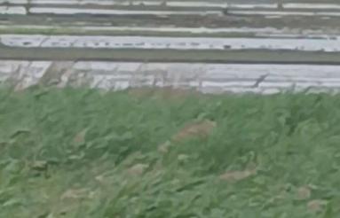فروش فوری زمین کشاورزی در روستای اندیکلا