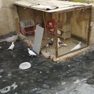 کبوتر خانگی تربیت شده