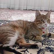 گربه خانگی گمشده