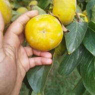 خریدار خرمالو انار نارنگی هستم به نرخ روز