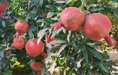 400 متر باغچه نقلیو خوشگل