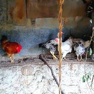 مرغ و خروس محلی تخمگذار