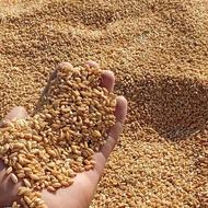 فروش 800کیلو گندم دیم بوجاری شده رقم باران وسرداری