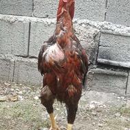 خروس لاری اوشاموافغان