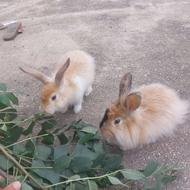 خرگوش پشمالو خونگی