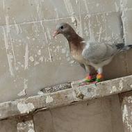 جوجه کله هما خطی