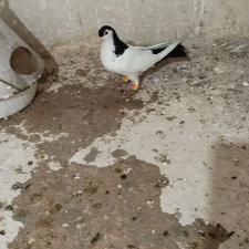 خال دم سیاه ماده